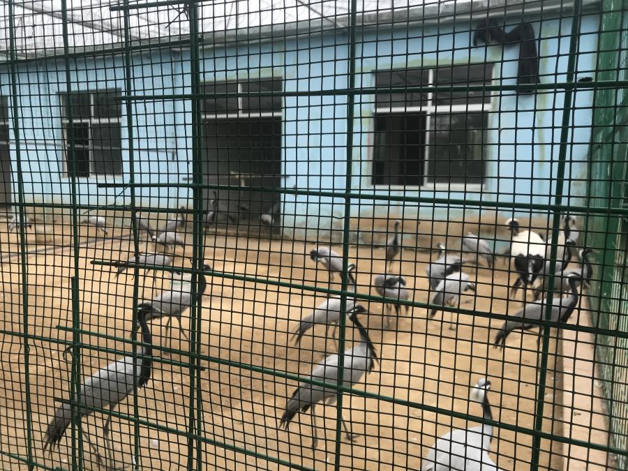 天鵝湖風(fēng)景區(qū)（泰山）速覽！(圖5)