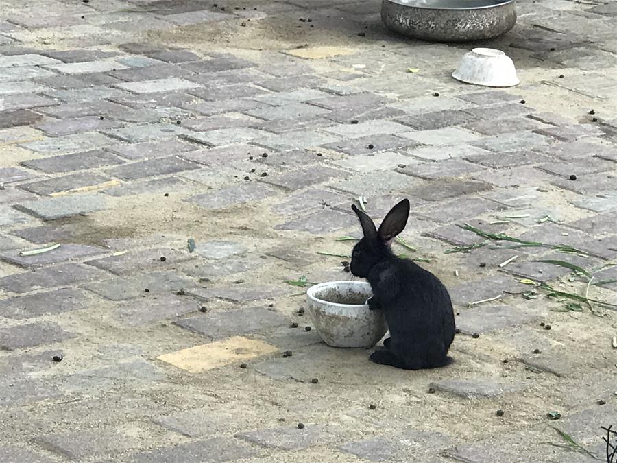 天鵝湖風(fēng)景區(qū)（泰山）速覽！(圖7)