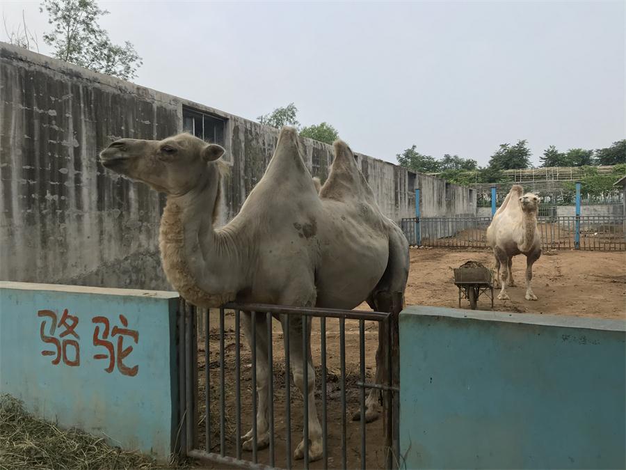 天鵝湖風(fēng)景區(qū)（泰山）速覽！(圖8)