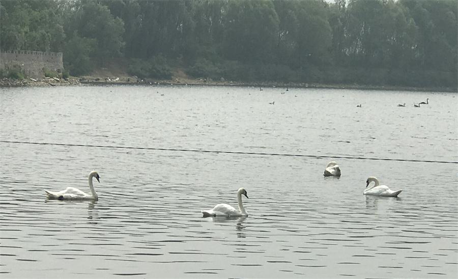 天鵝湖風(fēng)景區(qū)（泰山）速覽！(圖18)